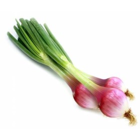 CIPOLLOTTO ROSSO TROPEA FRESCO